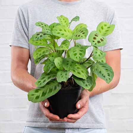 Dua Çiçeği (Maranta Kerchoveana) 20 cm  2 Adet