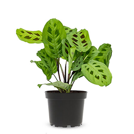 Dua Çiçeği (Maranta Kerchoveana) 20 cm  2 Adet