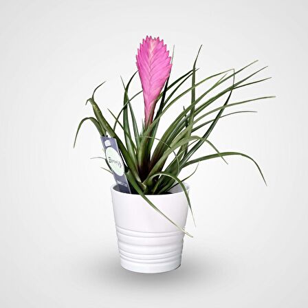 Hava Bitkisi (Tillandsia) Airplant  15-20 cm 2 Adet