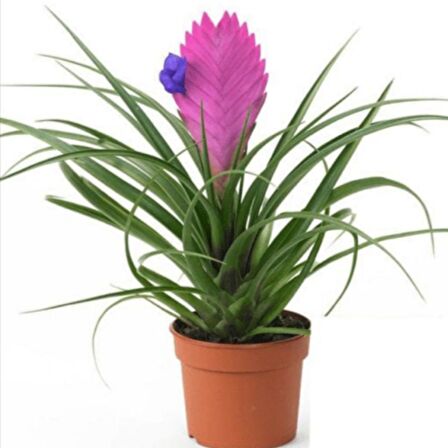 Hava Bitkisi (Tillandsia) Airplant  15-20 cm 2 Adet