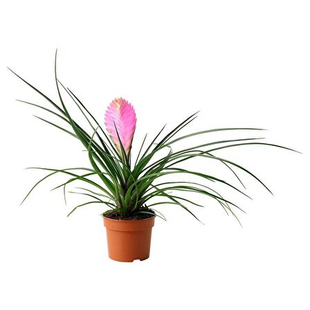 Hava Bitkisi (Tillandsia) Airplant  15-20 cm 2 Adet