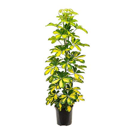 Şeflera( Alacalı ) – Şemsiye Ağacı 60-80 cm