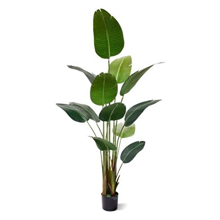 Starliçe (Cennet Kuşu Çiçeği) Strelitzia Nicolai 80 cm