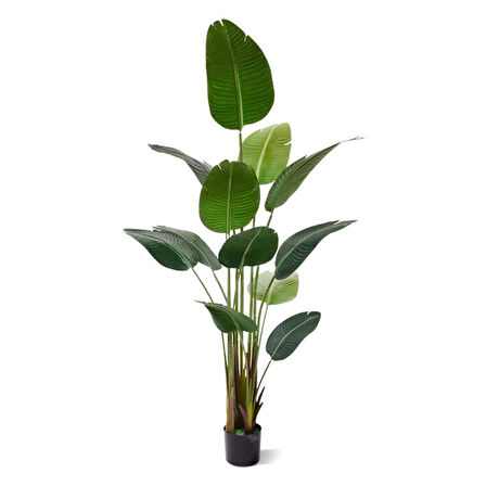 Starliçe (Cennet Kuşu Çiçeği) Strelitzia Nicolai - 60 cm 2 Adet