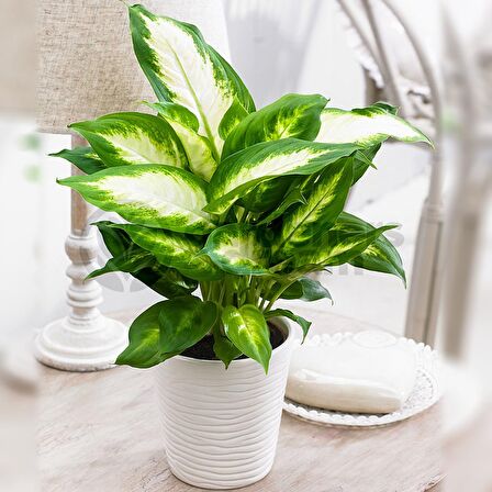 Camila  (Dieffenbachia Camilla) 40 cm