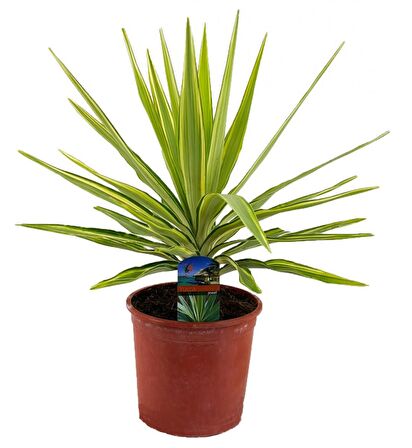 Yucca Jewel 40cm