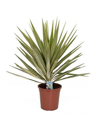 Yucca Jewel 40cm