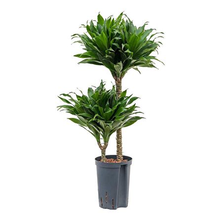 Draceana Compacta 2 Gövdeli