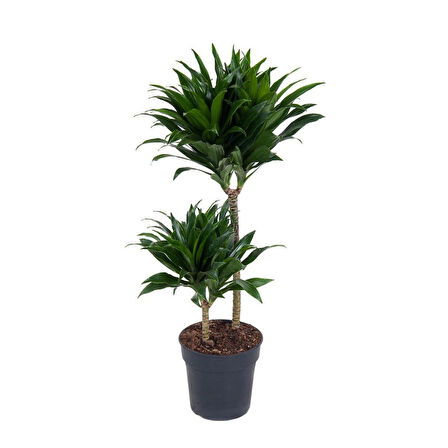Draceana Compacta 2 Gövdeli