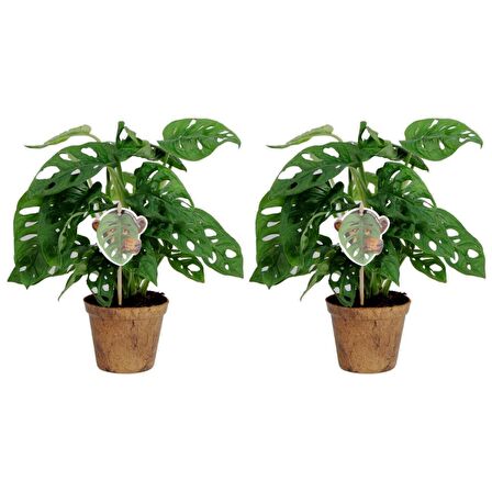 Delikli Devetabanı (Monstera Adansonii Monkey) Saksılı 2 Adet
