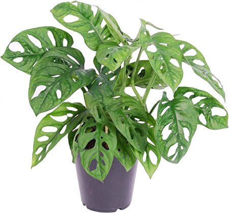 Delikli Devetabanı (Monstera Adansonii Monkey) Saksılı 2 Adet