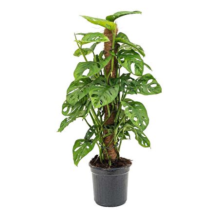 Delikli Devetabanı (Monstera Adansonii Monkey Mask) Sopalı 2 Adet