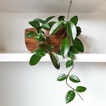 Mum Çiçeği – Hoya carnosa  Askılı Saksıda 2 Adet