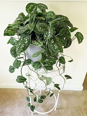 Alacalı Pothos Sarmaşığı& Yeşil Pothos Sarmaşığı- Askılı Saksıda