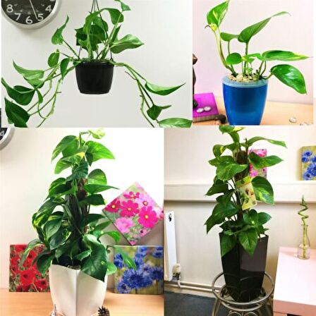 Pathos Sopalı &Pathos Askılı Saksıda 2'li Set