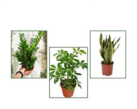 Paşa Kılıcı & Zamia & Şeflera 3'lü Set
