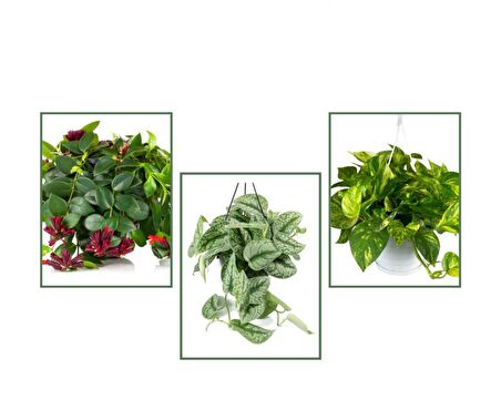 Pathos Sarmaşığı & Alacalı Pathos Sarmaşığı & Ruj Çiçeği