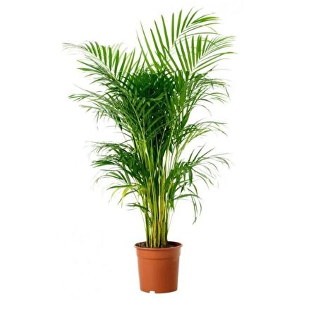 Starliçe & Areka & Pilea