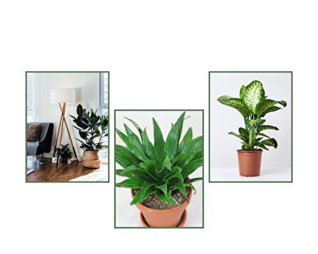 Kauçuk & Draceana Compacta & Difenbahya