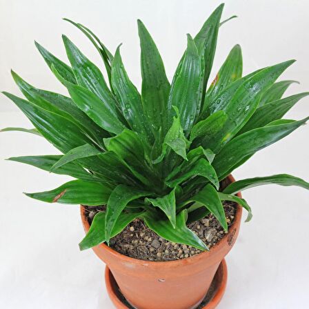 Kauçuk & Draceana Compacta & Difenbahya