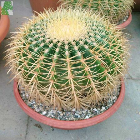 Altın Fıçı Kaktüsü – Echinocactus Grusonii 20-30 cm