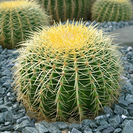 Altın Fıçı Kaktüsü – Echinocactus Grusonii 20-30 cm