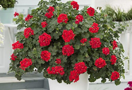 Sakız Sardunya – Pelargonium peltatum (Askılı Saksıda)