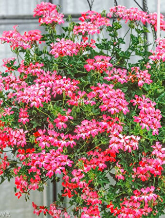 Sakız Sardunya – Pelargonium peltatum (Askılı Saksıda)