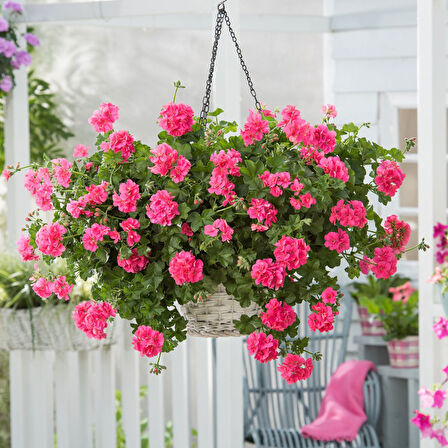Sakız Sardunya – Pelargonium peltatum (Askılı Saksıda)