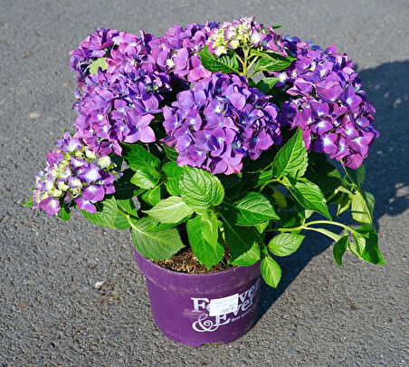 Ortanca – Hydrangea Macrophylla 20-40cm -Mor