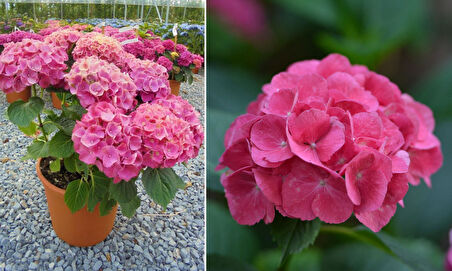 Ortanca – Hydrangea Macrophylla 20-40cm -Pembe