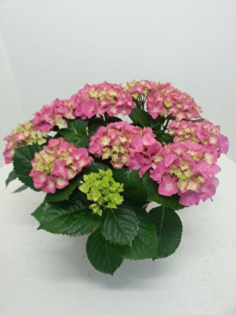 Ortanca – Hydrangea Macrophylla 20-40cm -Pembe