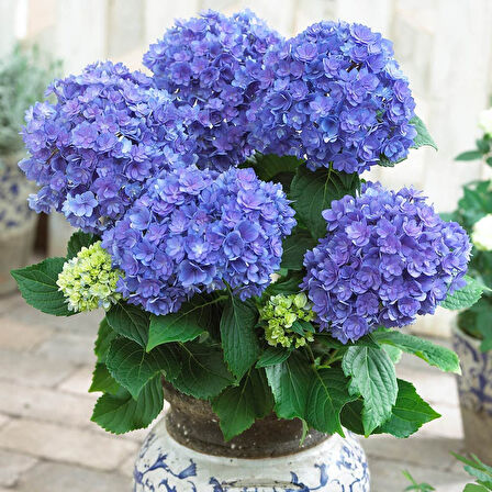 Ortanca – Hydrangea Macrophylla 20- 40cm -Mavi