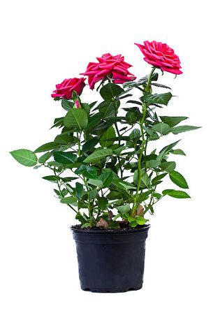 Yediveren Saksılı Pembe Gül – 20-30cm