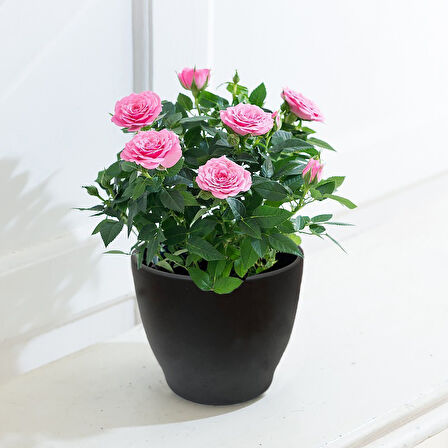 Yediveren Saksılı Pembe Gül – 20-30cm