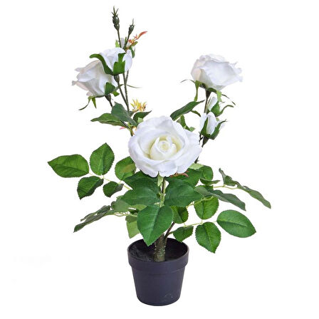 Yediveren Saksılı Beyaz Gül – 20-30cm