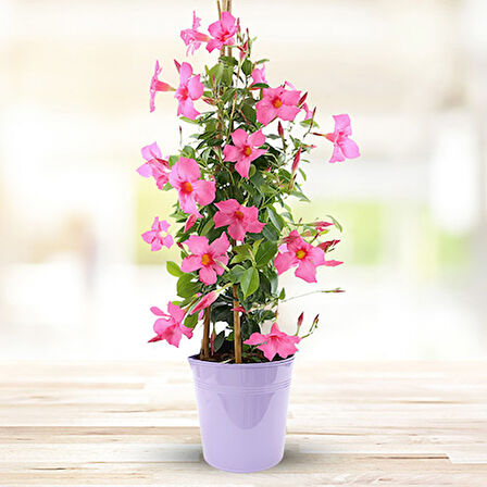 Mandevilla Sarmaşığı - Pembe 80-100cm