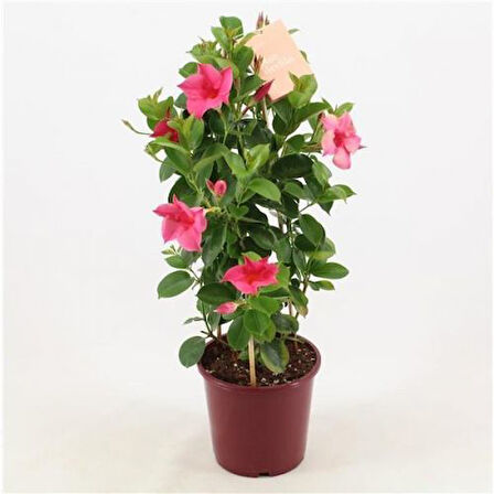 Mandevilla Sarmaşığı - Pembe 80-100cm