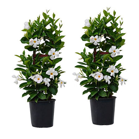 Mandevilla Sarmaşığı - Beyaz 80-100cm