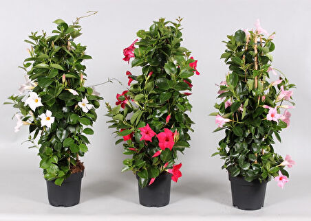 Mandevilla Sarmaşığı  3'lü Set 80-100cm