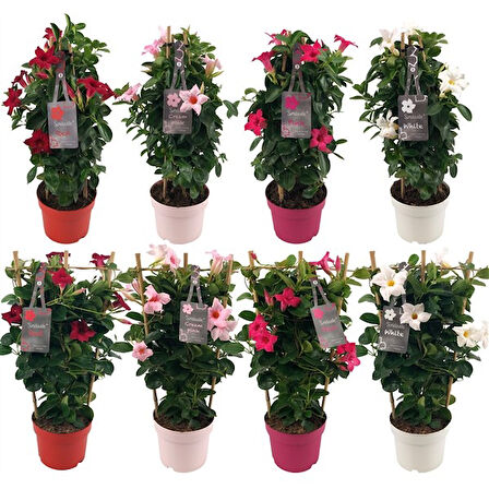 Mandevilla Sarmaşığı  3'lü Set 80-100cm