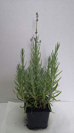 Lavanta – Lavandula Angustifolia