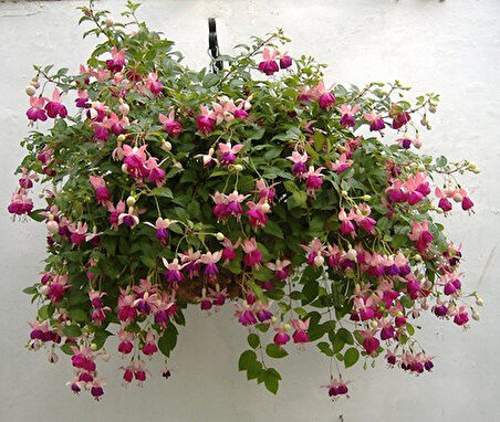 Küpeli çiçeği - Fuschsia