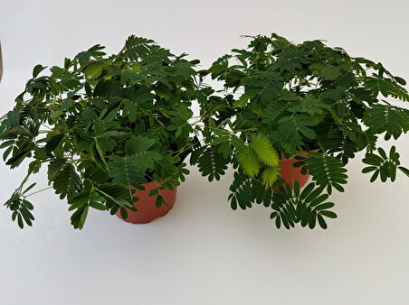 Küstüm Çiçeği(Mimosa Pudica)