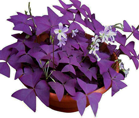 Uyku Çiçeği  (Oxalis Triangularis) - Süs Yoncası
