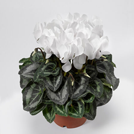 Sıklamen(Cyclamen) 5’li Karışık Renklerde