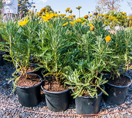 Sarı  Papatya (Europs) 10 Adet