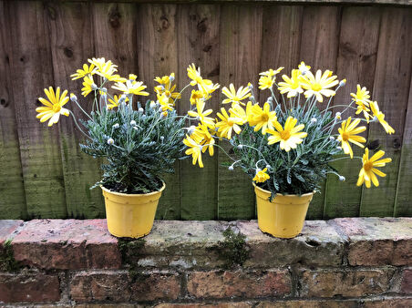 Sarı  Papatya (Europs) 10 Adet