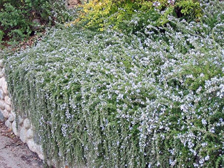 Yayılıcı Biberiye - Rosmarinus officinalis Prostratus