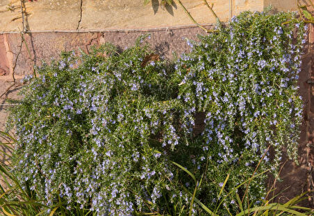 Yayılıcı Biberiye Rosmarinus officinalis Prostratus 10 Adet